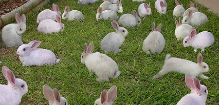 Rabbit breeds